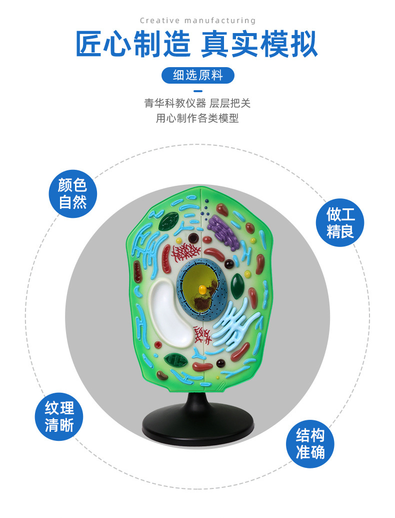 青华植物细胞模型 生物教学中的精密解剖与科教仪器的新标准